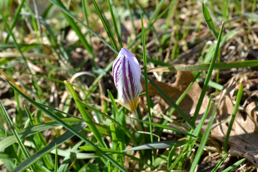 Crocus vernus e altri crocus ?